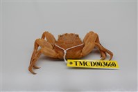 藏品(鱗形斜紋蟹)的圖片